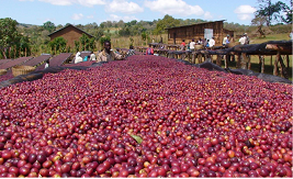 Coffee Beans